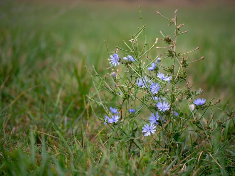 hindiba bitkisi