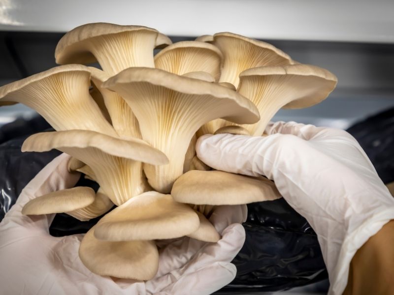 Kök Kısımlarının Ayıklanması