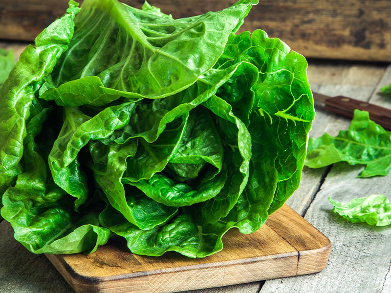 Bıçakla kesmek marulun lif yapısını bozar