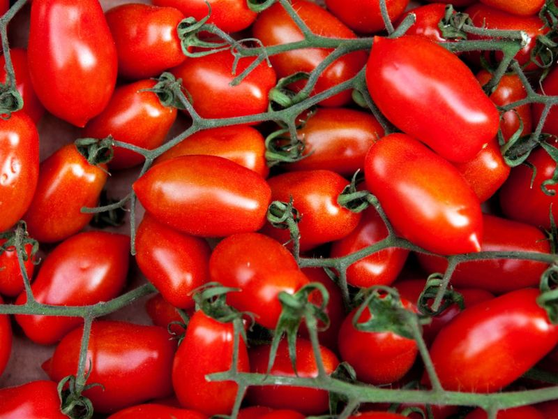 Domates seçimi
