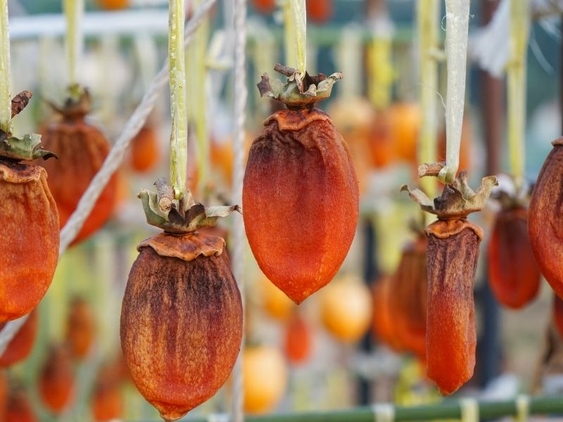 Soğukta Değil, Ilık Ortamda Olgunlaştırın