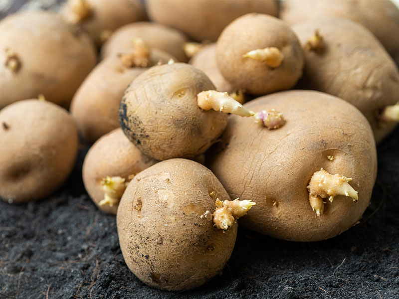 filizlenmiş patates