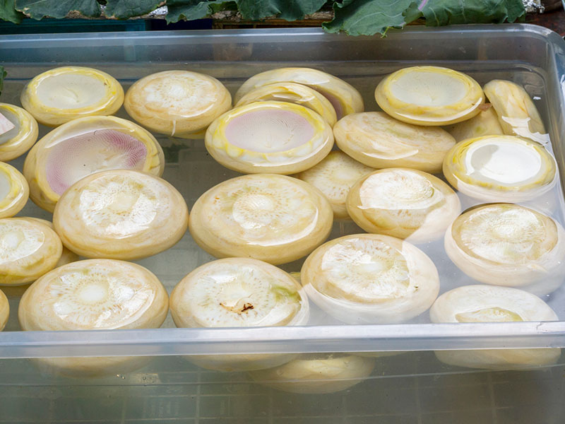 Unlu veya Sirkeli Su Tercihi