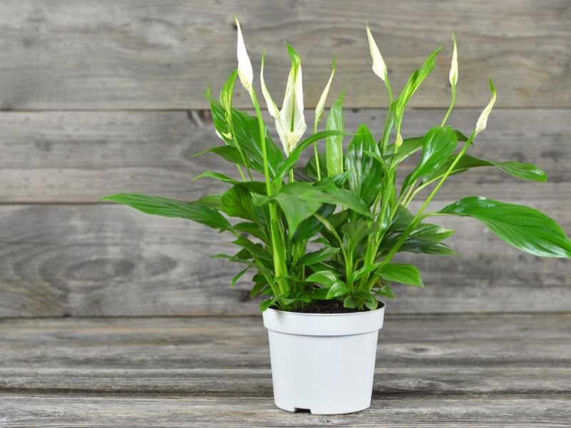 peace lily