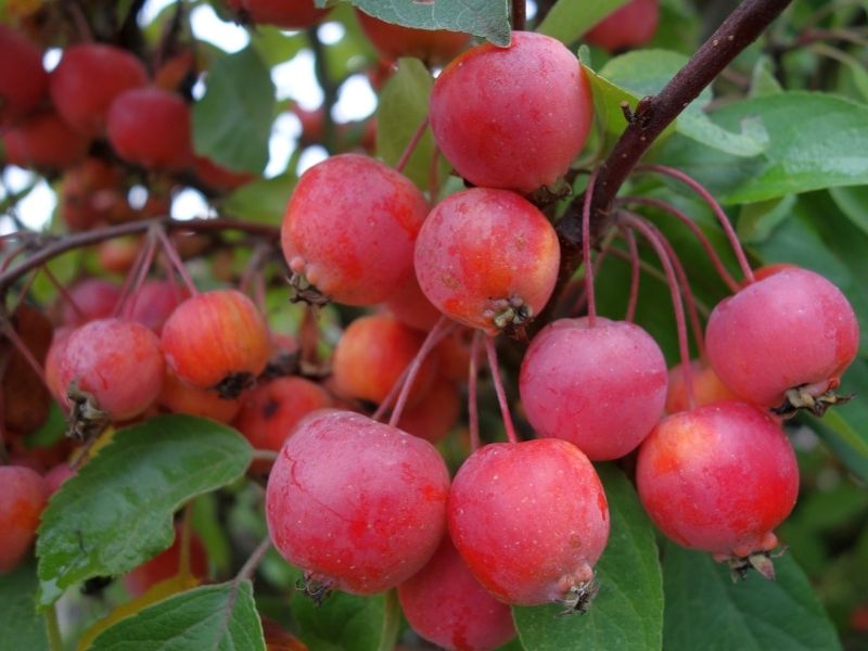 Japon Elmaları Ve Aromatik Şerbet Malzemelerinin Hazırlığı
