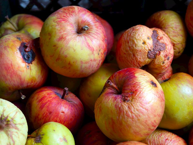 Dondurma veya Soğuk Saklama