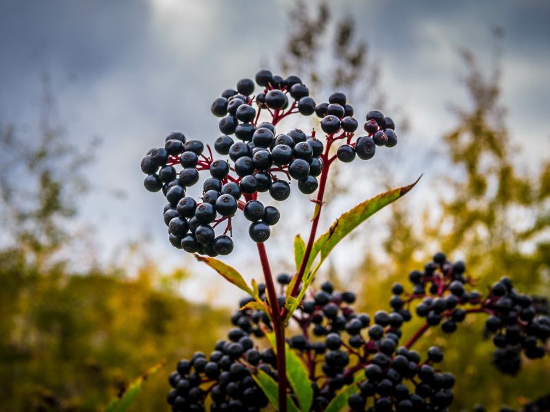 mürver çiçeği meyvesi