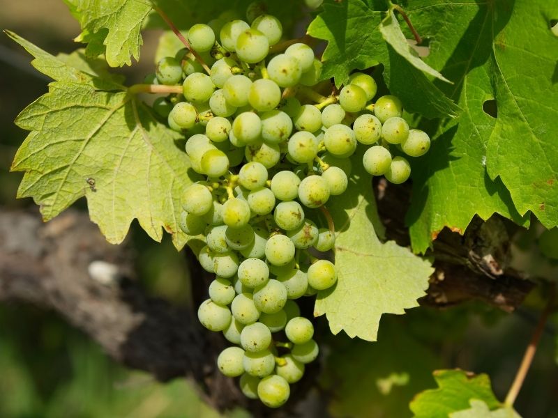 Koruk Temizlik Aşaması