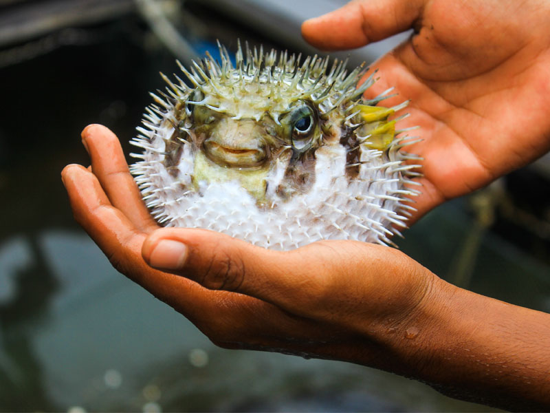 fugu balığı