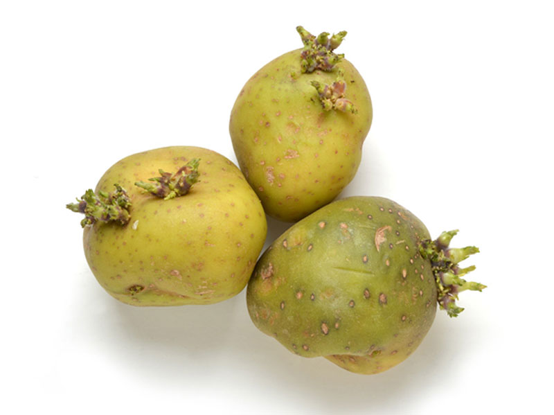 yeşil patates