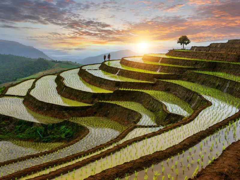 Vietnam pirinç tarlaları