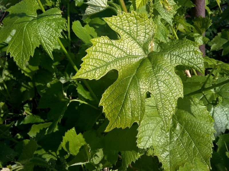 Yaprak Seçimi Ve Kurutma Kritik Öneme Sahip