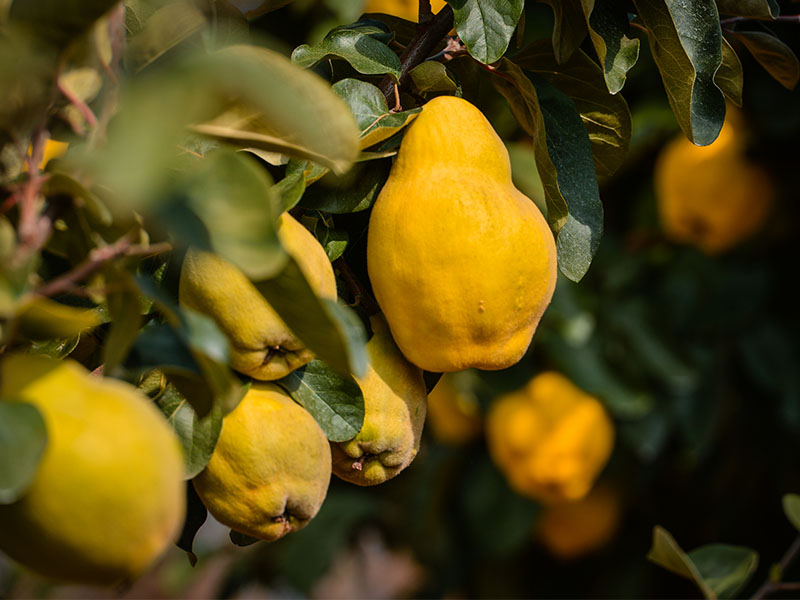 Kabuğunun Dokusunun Pürüzsüzlüğü