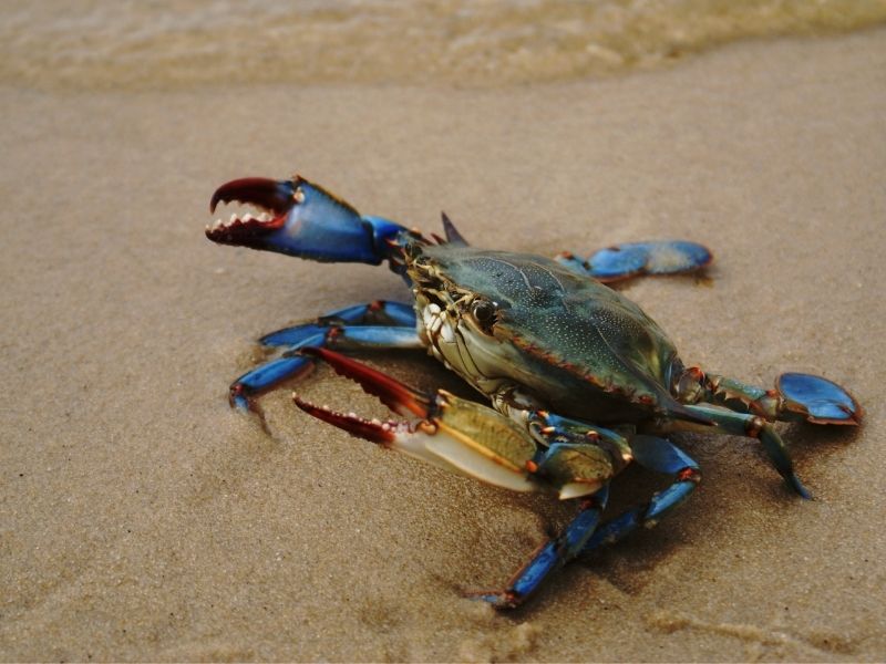 blue crab