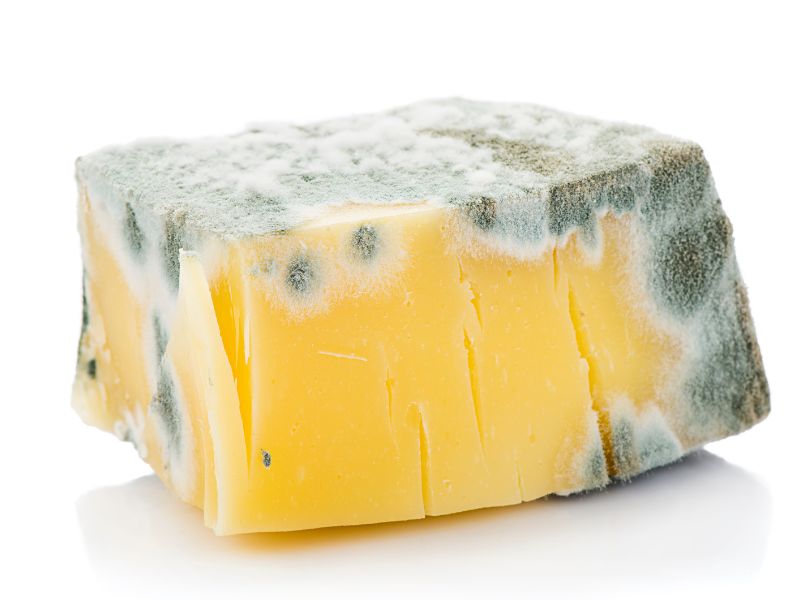küflenmiş kaşar peyniri