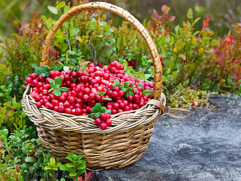 Kaynatma yöntemi ve süresi