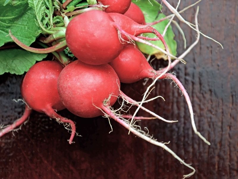 Turp Seçimi Ve Hazırlık Aşaması