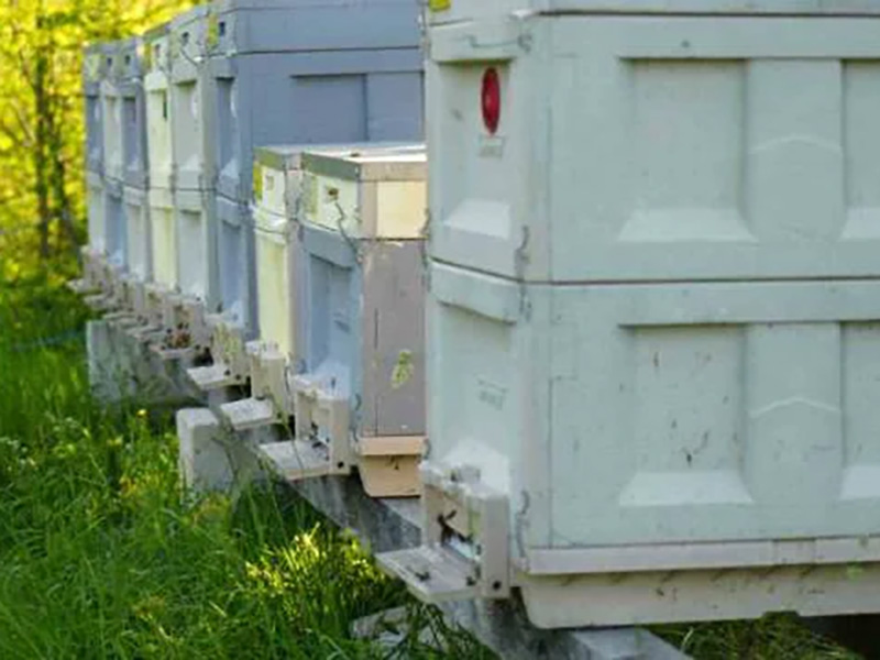 Dünyada Sadece İki Yerde Bulunuyor