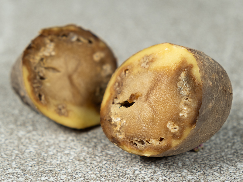 patates