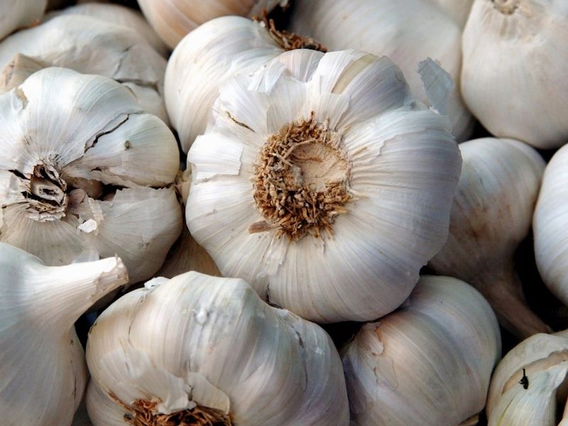 Vrbički Beli Luk (Sırbistan) – 3.7