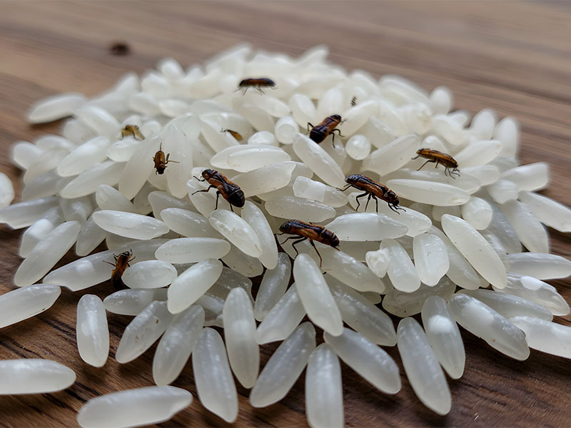 EVDE PİRİNÇ BİTİ NASIL ÖNLENİR? 