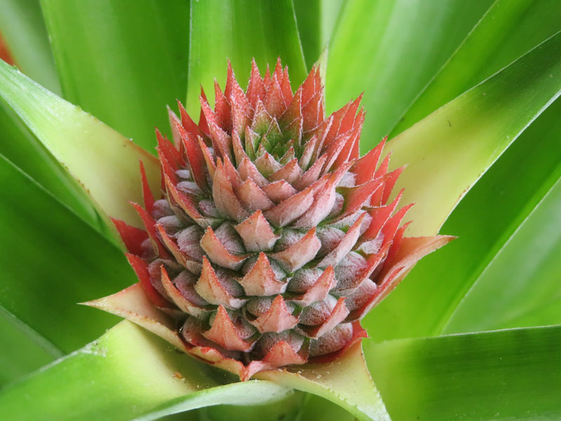 ananas