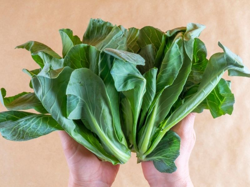 Cibes Otu Lahana Köklerinden Filizleniyor