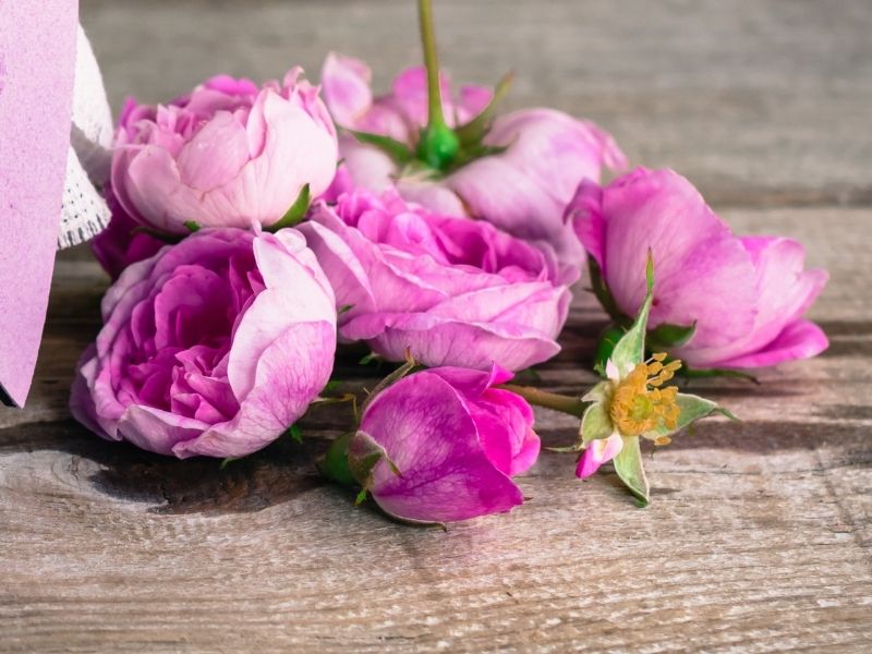 Kokulu Pembe Gül Yapraklarının Ayıklanması Ve Temizliği