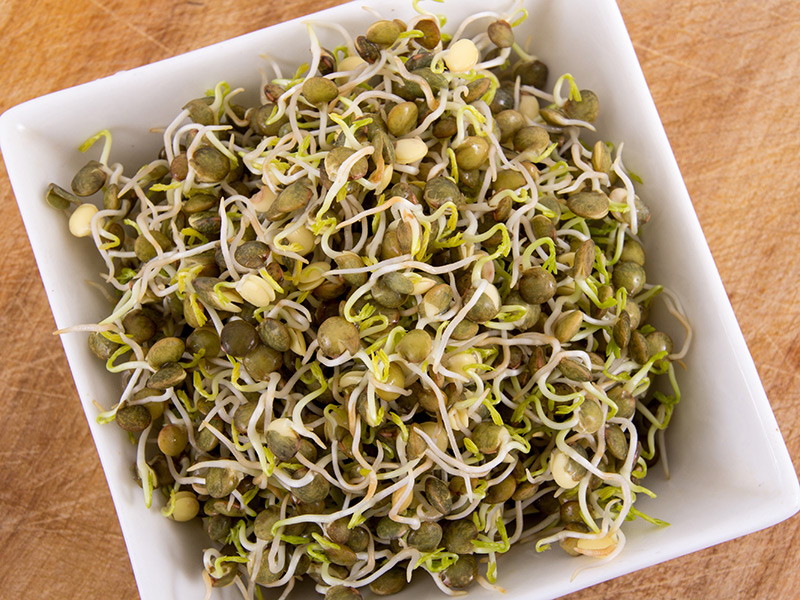 Filizlendirilmiş Mercimek