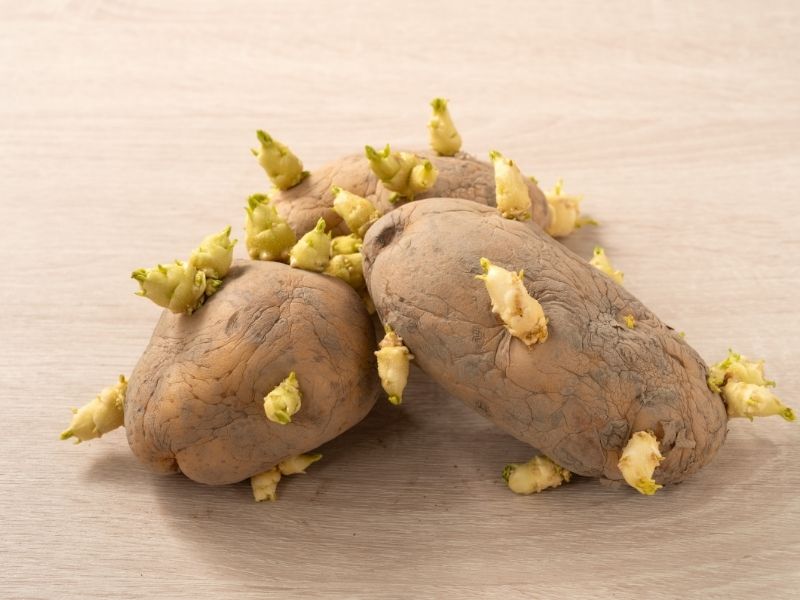 Patates Zehirlenmesi