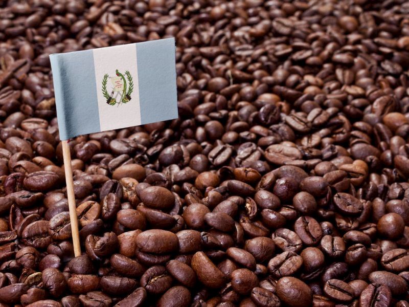 guatemala kahvesi