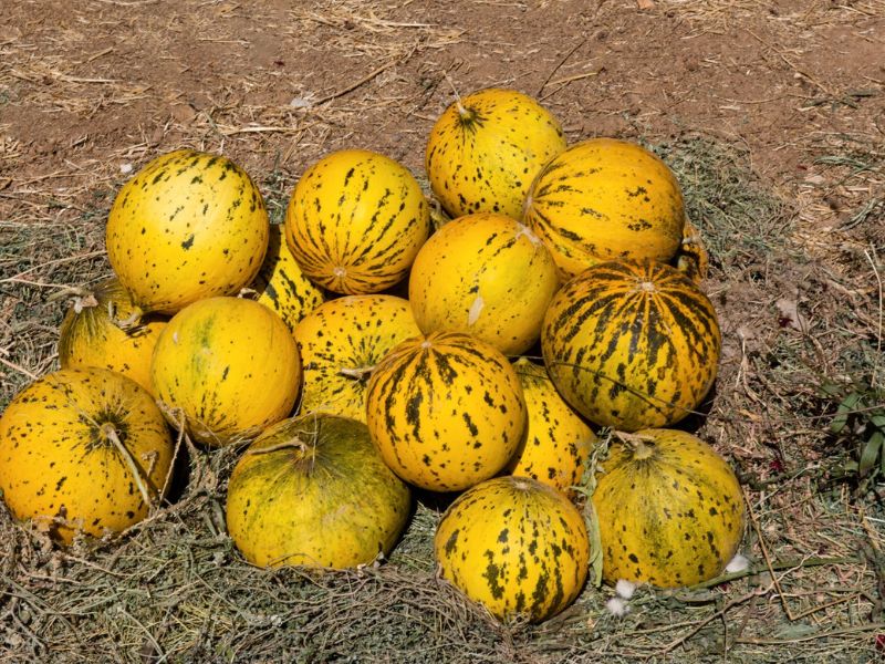 kavun