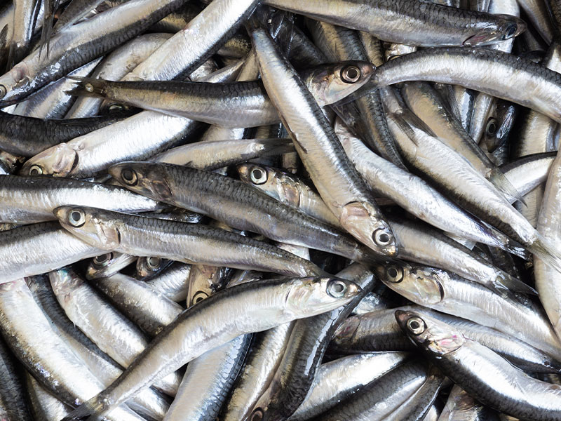 Nane veya Fesleğen Yaprakları