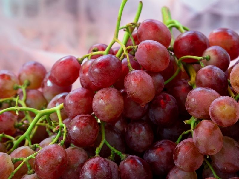 Salkım Saplarının Rengine Ve Esnekliğine Mutlaka Bakın