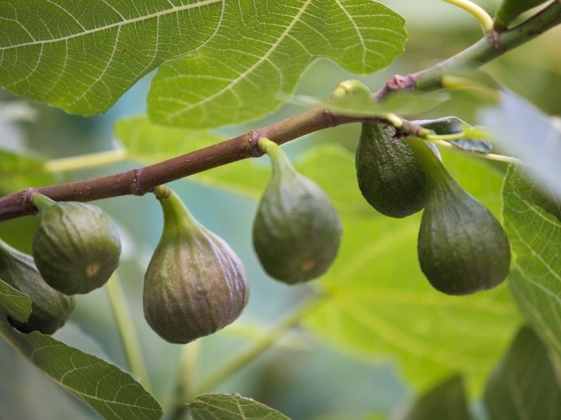 İncirlerin Seçimi Ve Temizliği