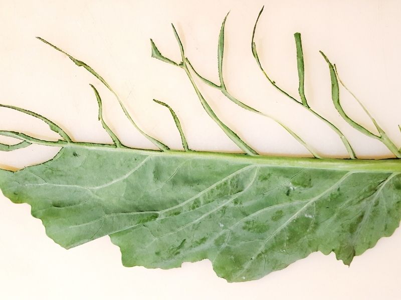 Yiyeceklerin Görünüşü Dünyayı Kurtarır mı?