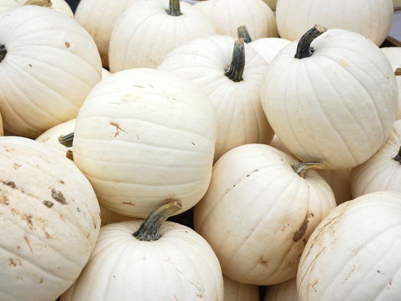 Kabak Seçimi ve Kireçli Su