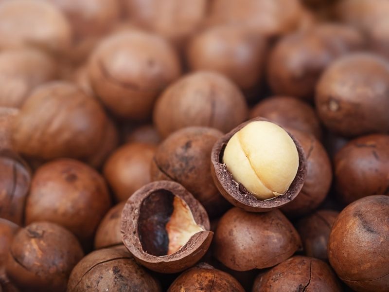 Makademya Fındığının Tat ve Dokusu