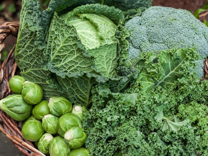Brokoli, lahana ve diğer yeşil sebzeler
