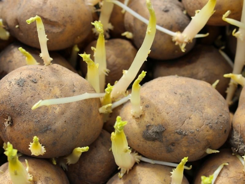 Patates Kabuğu Yeşil Tonlara Dönüşmüş Ve Filizlenmeye Başlamış Olabilir