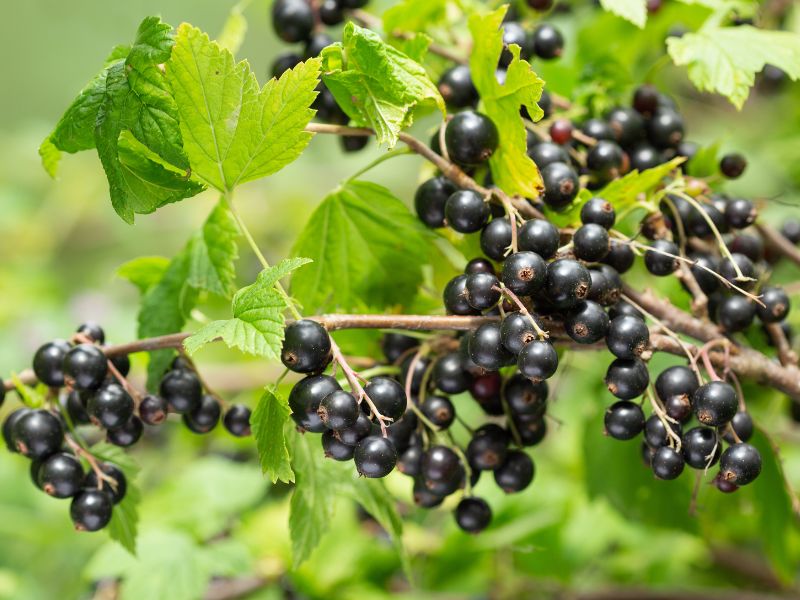 Dolmalık Fıstık ve Kuş Üzümü