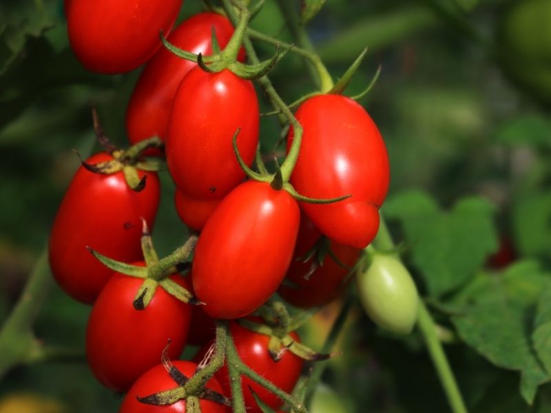 İtalya – Sicilya | 4.4