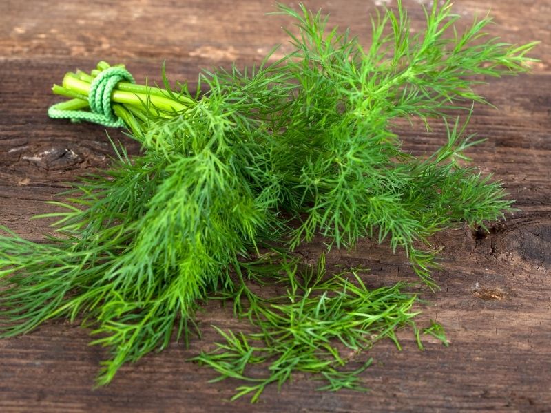 Yöresel Kültürde Arapsaçı Ve Dereotu Farkı