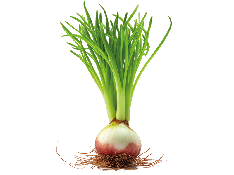 soğan