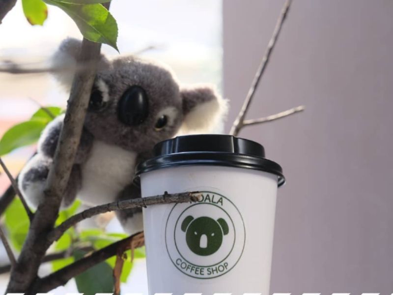 koala coffee