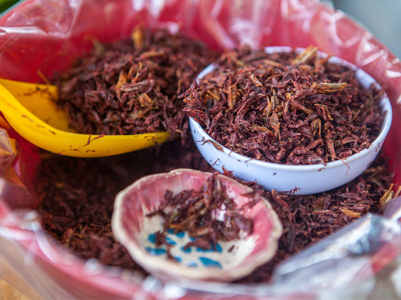 chapulines