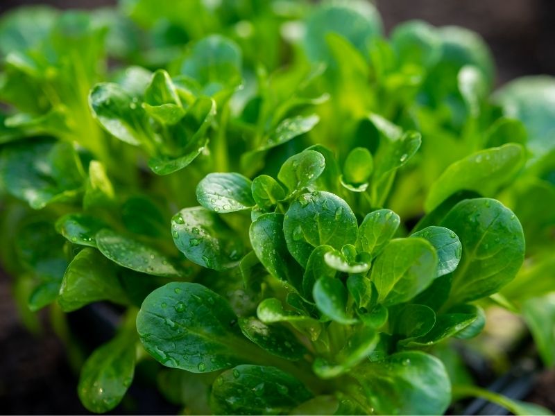 Semizotunun Hassas Yapısı