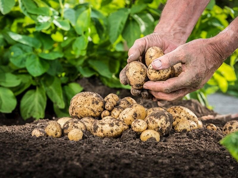 patates