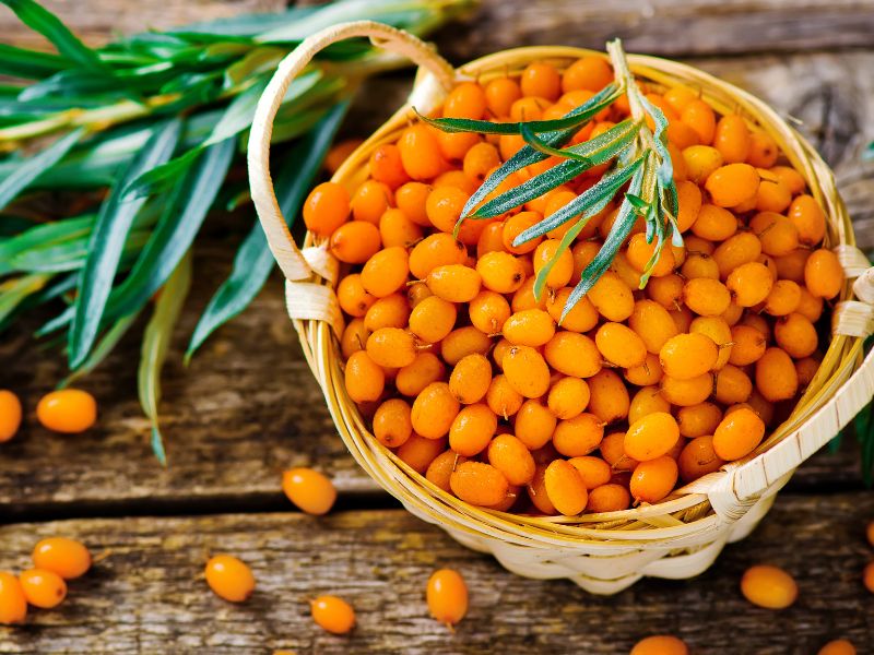 deniz topalak meyvesi