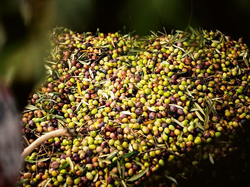 zeytin hasadı